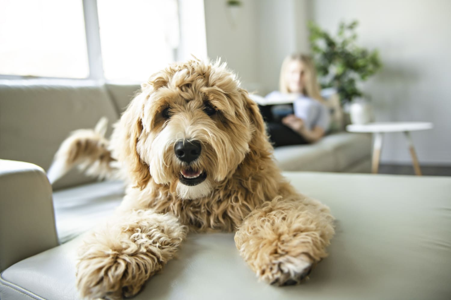 The Benefits Of Living With A Pet - Christopher Todd Communities